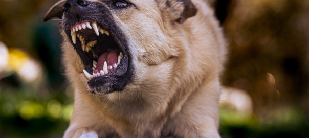 Angry dog showing teeth to bite victim in Sioux City