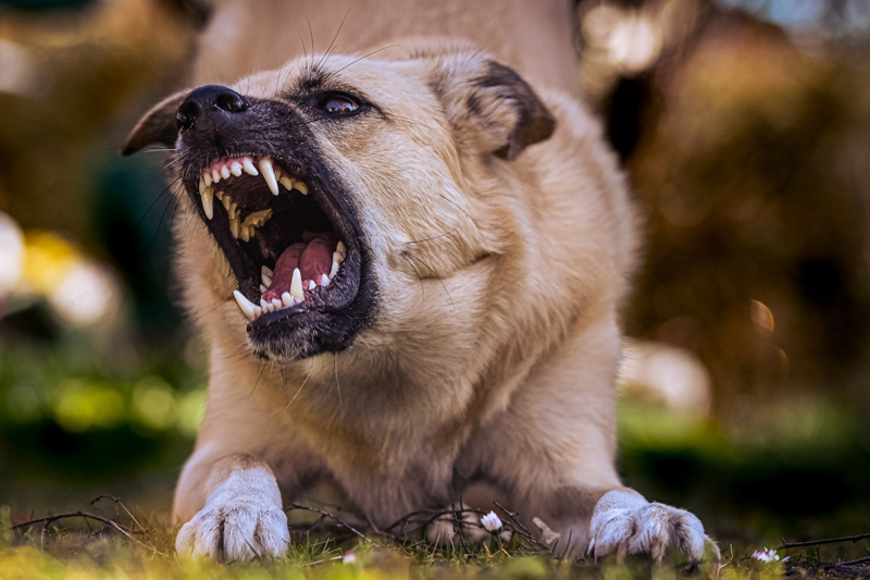 Angry dog showing teeth to bite victim in Sioux City